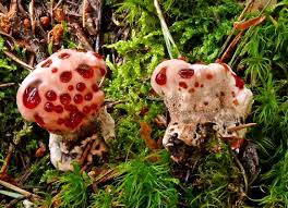 Attēlu rezultāti vaicājumam “Hydnellum ferrugineum”