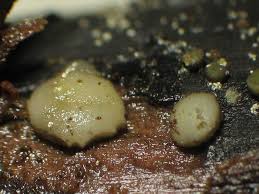 Attēlu rezultāti vaicājumam “Vibrissea decolorans”