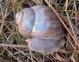 Attēlu rezultāti vaicājumam “Helix pomatia”