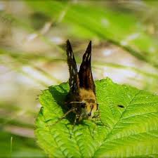 Attēlu rezultāti vaicājumam “Hesperia comma underside”