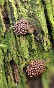 Attēlu rezultāti vaicājumam “Tubifera montana spores”