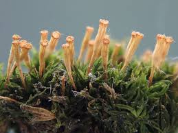 Attēlu rezultāti vaicājumam “Orthotrichum pumilum sporophyte”