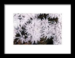 Attēlu rezultāti vaicājumam “Ceratiomyxa fruticulosa”