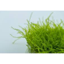 Attēlu rezultāti vaicājumam “Leptodictyum riparium sporophyte”