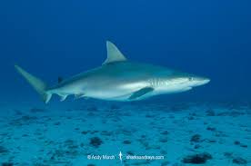 Image result for Carcharhinus acronotus