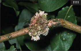 Attēlu rezultāti vaicājumam “Eriophyes padi”
