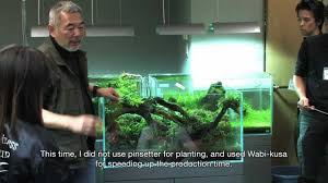 Znalezione obrazy dla zapytania takashi amano%