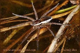 Attēlu rezultāti vaicājumam “Dolomedes fimbriatus”