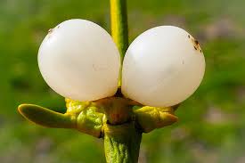 Attēlu rezultāti vaicājumam “Santalaceae”