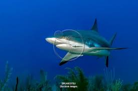 Image result for Carcharhinus amblyrhynchos