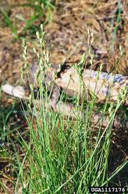 Attēlu rezultāti vaicājumam “Carex globularis”