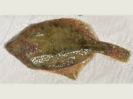 Image result for Platichthys flesus