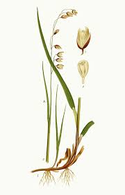 Attēlu rezultāti vaicājumam “Melica nutans leaf”