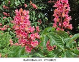 Attēlu rezultāti vaicājumam “Aesculus x hybrida flower”