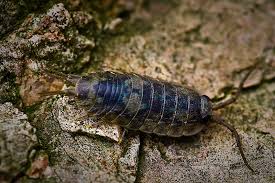 Attēlu rezultāti vaicājumam “Oniscoidea”