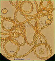 Attēlu rezultāti vaicājumam “Trichia varia spores”