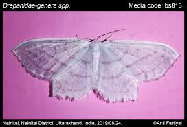 Attēlu rezultāti vaicājumam “Drepanidae”