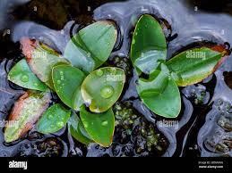 Attēlu rezultāti vaicājumam “Potamogeton trichoides leaf”