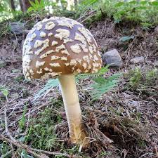 Attēlu rezultāti vaicājumam “Amanita regalis”