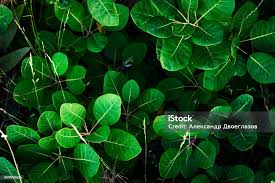 Attēlu rezultāti vaicājumam “Cotinus coggygria leaf”