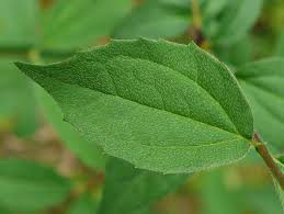 Attēlu rezultāti vaicājumam “Philadelphus coronarius leaf”