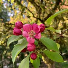 Attēlu rezultāti vaicājumam “Malus purpurea”