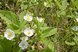 Attēlu rezultāti vaicājumam “Fragaria viridis flower”