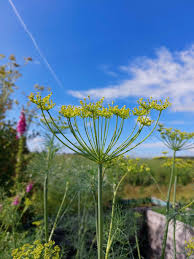 Attēlu rezultāti vaicājumam “Anethum graveolens”