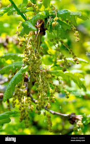 Attēlu rezultāti vaicājumam “Quercus robur male flower”