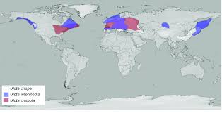 Attēlu rezultāti vaicājumam “Ulota crispa”