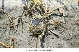 Attēlu rezultāti vaicājumam “Agrodiaetus amandus”