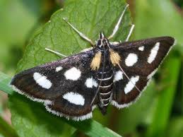 Attēlu rezultāti vaicājumam “Anania funebris”