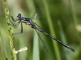 Attēlu rezultāti vaicājumam “Lestes dryas female”