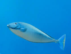 Image result for Naso hexacanthus