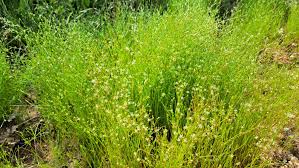 Attēlu rezultāti vaicājumam “Juncus bufonius fruit”