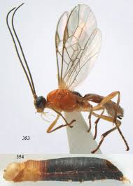 Attēlu rezultāti vaicājumam “Abraxas sylvata imago”