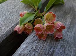 Attēlu rezultāti vaicājumam “Enkianthus chinensis flower”