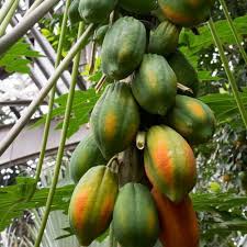 Image result for Carica papaya