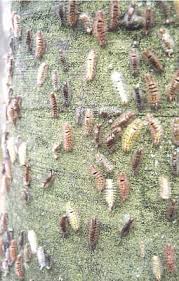 Attēlu rezultāti vaicājumam “Calliteara pudibunda larva”