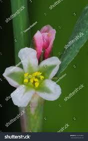 Attēlu rezultāti vaicājumam “Polygonum aviculare flower”
