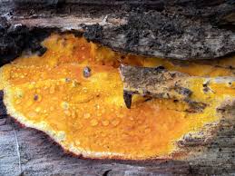 Attēlu rezultāti vaicājumam “Ceriporia”