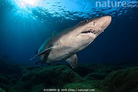 Image result for Odontaspis ferox