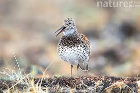 Image result for Calidris tenuirostris