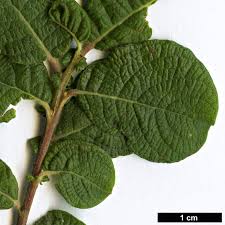 Attēlu rezultāti vaicājumam “Salix caprea leaf”