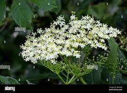 Attēlu rezultāti vaicājumam “Adoxaceae”
