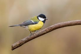 Attēlu rezultāti vaicājumam “Parus major”