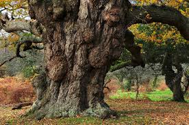 Attēlu rezultāti vaicājumam “Quercus robur”