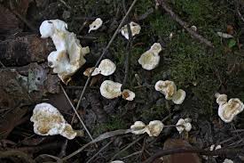 Attēlu rezultāti vaicājumam “Sistotrema confluens”