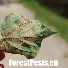 Attēlu rezultāti vaicājumam “Caliroa annulipes”