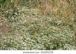 Attēlu rezultāti vaicājumam “Oenanthe aquatica flower”